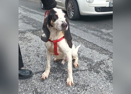 Peter - ein Lächeln auf vier Beinen! Jetzt fehlt nur noch ein Zuhause