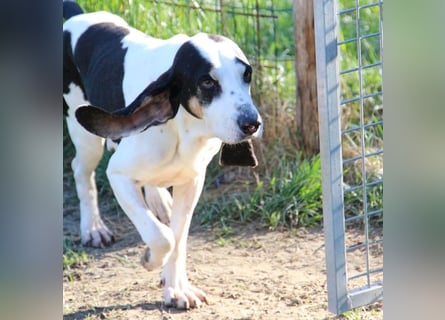 Peter - ein Lächeln auf vier Beinen! Jetzt fehlt nur noch ein Zuhause