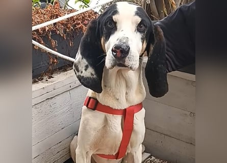 Peter - ein Lächeln auf vier Beinen! Jetzt fehlt nur noch ein Zuhause