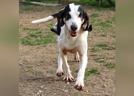 Peter - bewirbt sich als Herzenshund! Entspannt und immer fröhlich wartet auf deinen? Anruf!