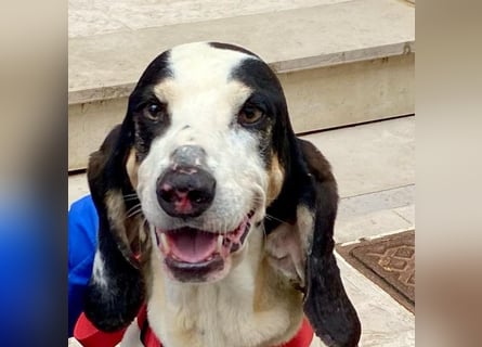 Peter - ein Lächeln auf vier Beinen! Jetzt fehlt nur noch ein Zuhause