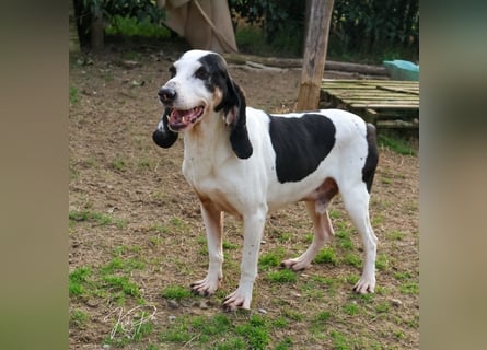 Peter - bewirbt sich als Herzenshund! Entspannt und immer fröhlich wartet auf deinen? Anruf!