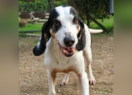 Peter - bewirbt sich als Herzenshund! Entspannt und immer fröhlich wartet auf deinen? Anruf!