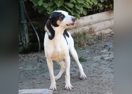 Peter - ein Lächeln auf vier Beinen! Jetzt fehlt nur noch ein Zuhause