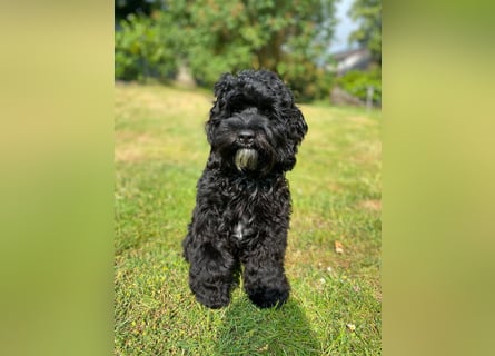 Aussiedoodle - Australian Shepherd/Kleinpudel - ab Anfang 2026 -