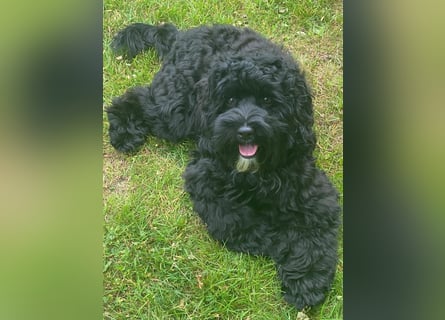 Aussiedoodle - Australian Shepherd/Kleinpudel - ab Anfang 2026 -