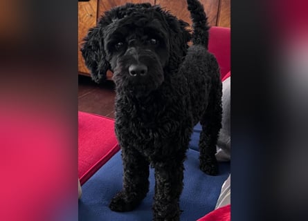 Aussiedoodle - Australian Shepherd/Kleinpudel - ab Anfang 2026 -