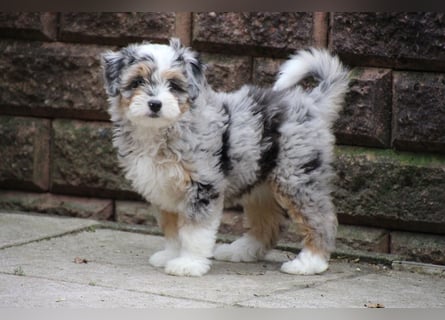 Aussiedoodle - Australian Shepherd/Kleinpudel - Traumhafte Farben.
