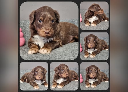 Aussiedoodle - Australian Shepherd/Kleinpudel - Traumhafte Farben.