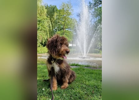 Aussiedoodle - Australian Shepherd/Kleinpudel - ab Anfang 2026 -