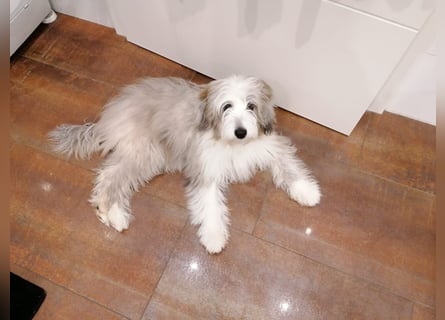 Aussiedoodle - Australian Shepherd/Kleinpudel - ab Anfang 2026 -