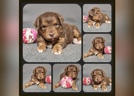 Aussiedoodle - Australian Shepherd/Kleinpudel - Traumhafte Farben.