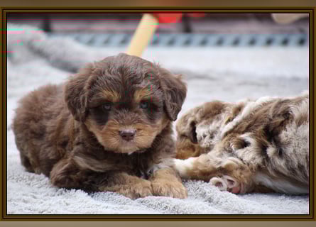 Aussiedoodle - Australian Shepherd/Kleinpudel - ab Anfang 2026 -