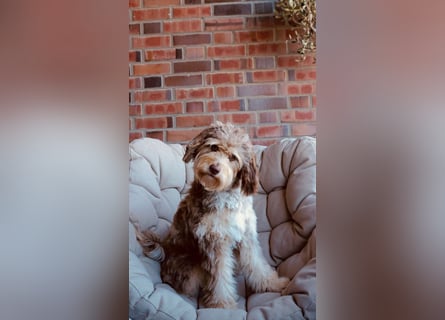 Aussiedoodle - Australian Shepherd/Kleinpudel - Traumhafte Farben.