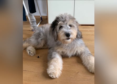 Aussiedoodle - Australian Shepherd/Kleinpudel - Traumhafte Farben.