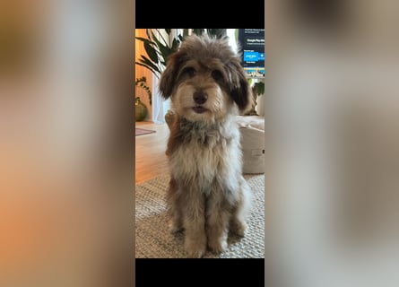Aussiedoodle - Australian Shepherd/Kleinpudel - Traumhafte Farben.