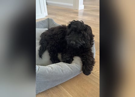 Aussiedoodle - Australian Shepherd/Kleinpudel - ab Anfang 2026 -