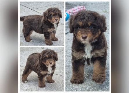 Aussiedoodle - Australian Shepherd/Kleinpudel - Traumhafte Farben.