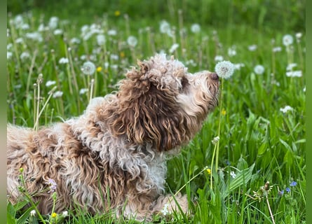Aussiedoodle - Australian Shepherd/Kleinpudel - Traumhafte Farben.