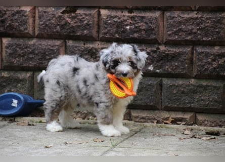 Aussiedoodle - Australian Shepherd/Kleinpudel - Traumhafte Farben.