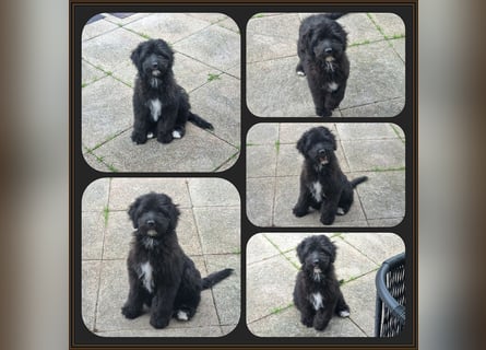 Aussiedoodle - Australian Shepherd/Kleinpudel - ab Anfang 2026 -