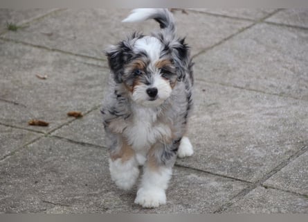 Aussiedoodle - Australian Shepherd/Kleinpudel - ab Anfang 2026 -