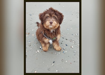 Aussiedoodle - Australian Shepherd/Kleinpudel - Traumhafte Farben.
