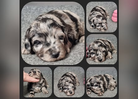 Aussiedoodle - Australian Shepherd/Kleinpudel - Traumhafte Farben.
