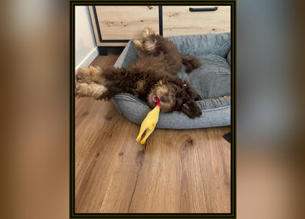 Aussiedoodle - Australian Shepherd/Kleinpudel - Traumhafte Farben.