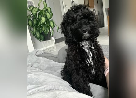 Aussiedoodle - Australian Shepherd/Kleinpudel - ab Anfang 2026 -