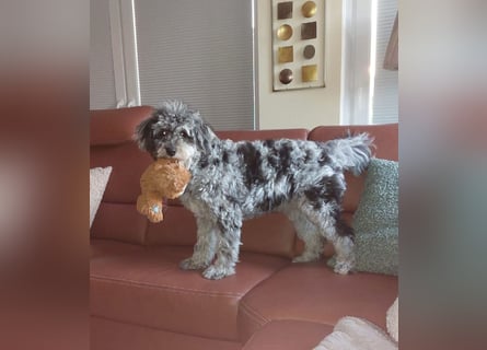 Aussiedoodle - Australian Shepherd/Kleinpudel - Traumhafte Farben.