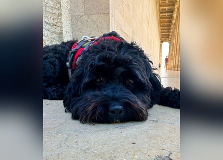 Aussiedoodle - Australian Shepherd/Kleinpudel - ab Anfang 2026 -