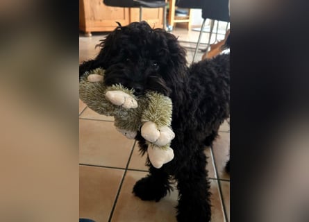 Aussiedoodle - Australian Shepherd/Kleinpudel - ab Anfang 2026 -