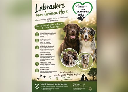 Aussiedor/ Leo- Labrador Welpe mit Stammbaum