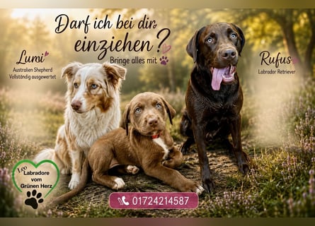 Aussiedor/ Leo- Labrador Welpe mit Stammbaum