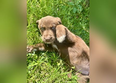 Aussiedor/ Leo- Labrador Welpe mit Stammbaum