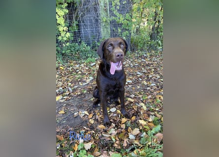 Aussiedor/ Leo- Labrador Welpe mit Stammbaum