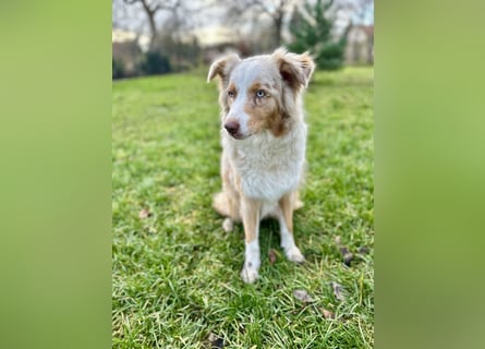 Aussiedor/ Leo- Labrador Welpe mit Stammbaum