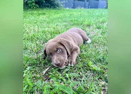 Aussiedor/ Leo- Labrador Welpe mit Stammbaum