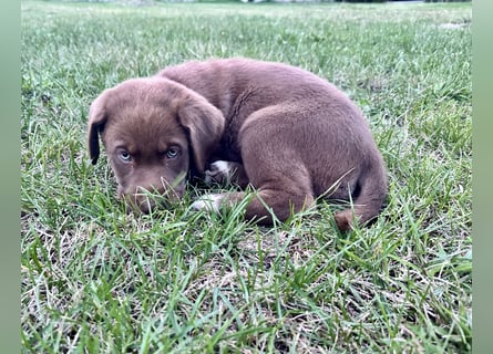 Aussiedor/ Leo- Labrador Welpe mit Stammbaum