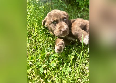 Aussiedor/ Leo- Labrador Welpe mit Stammbaum