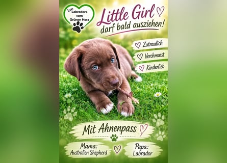 Aussiedor/ Leo- Labrador Welpe mit Stammbaum