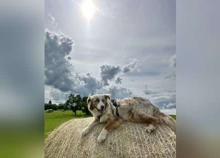 Aussiedor/ Leo- Labrador Welpe mit Stammbaum