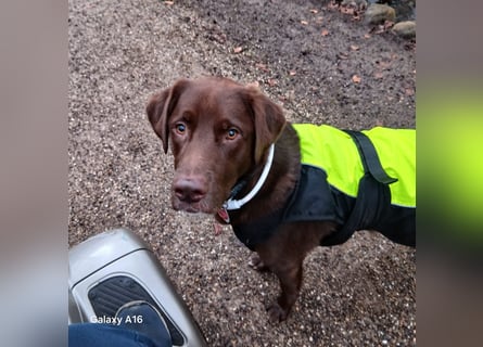 Charlie sucht seinen Menschen