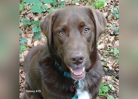 Charlie sucht seinen Menschen