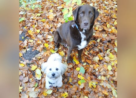 Charlie sucht seinen Menschen