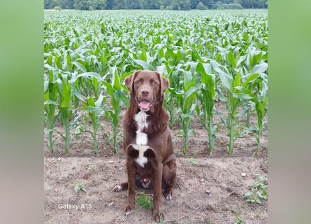 Charlie sucht seinen Menschen