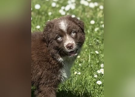 Tolle Australian Shepherd Welpen suchen Ihre Herzenfank