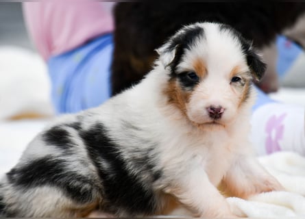 Australian Shepherd Welpen
