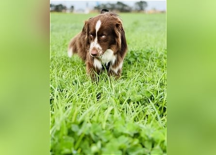 Deckrüde Australian Shepherd Red Bi